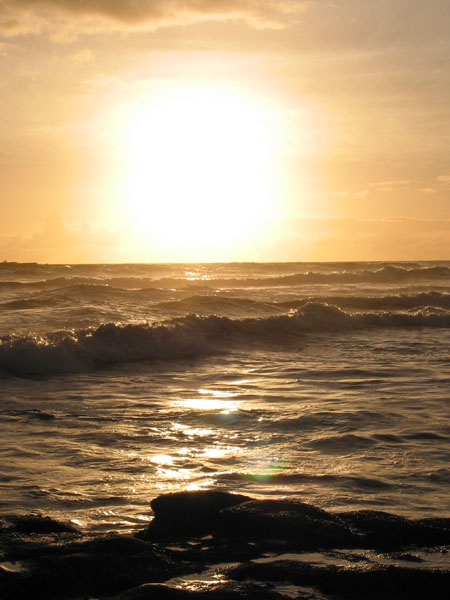 Muriwai, Muriwai Beach, Auckland, New Zealand