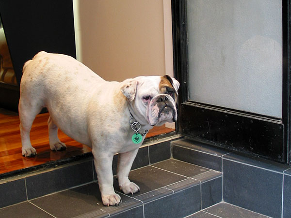 Bulldog, Auckland, New Zealand