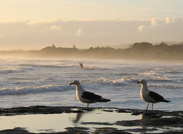 Winter-swimmers, Muriwai Beach, Auckland, New Zealand
