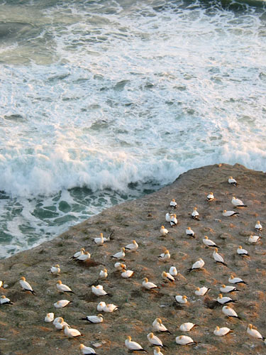 Gannets at Muriwai, Muriwai beach, Auckland, New Zealand