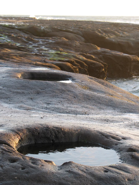 Cachalot, kind of, Muriwai beach, Auckland, New Zealand