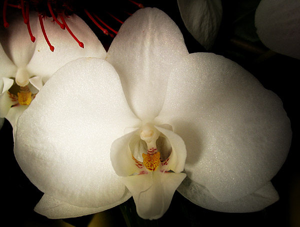 Orchid, Auckland, New Zealand