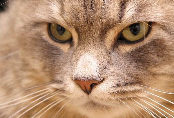 Cat Vasily angry, Auckland, New Zealand