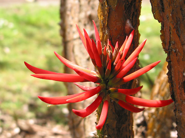 Flora of Albert Park, Auckland, New Zealand