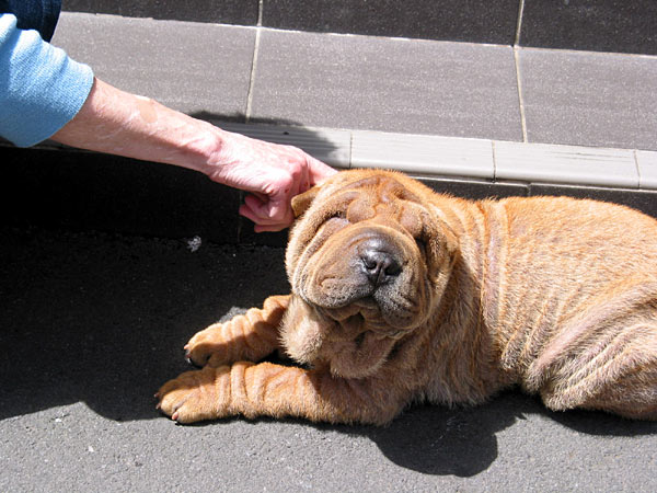 Shar Pei. Chinese fighting dog, Auckland, New Zealand