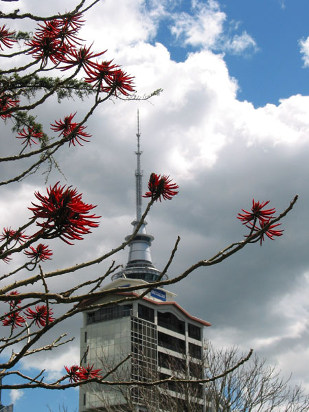 Sky Tower. Albert Park, Auckland, New Zealand