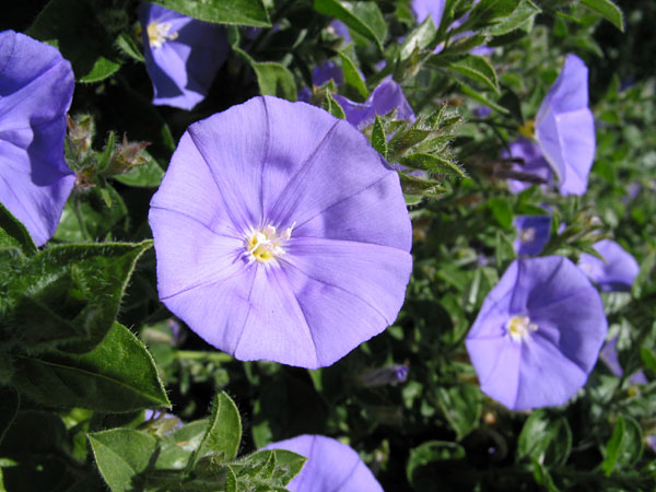 Morning Glory (Ipomoea Violacea) Flowers, Milford, Auckland, New Zealand