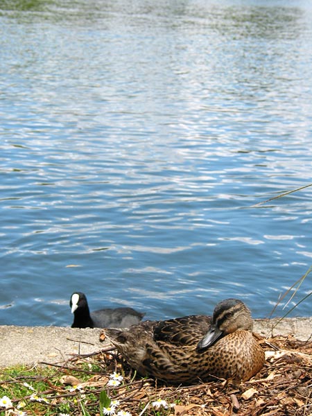 Duck. Western Springs, Auckland, New Zealand