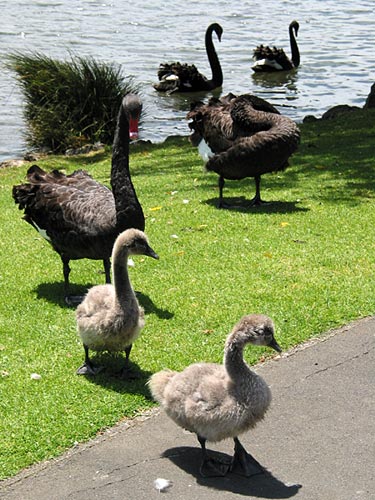 The Swans, Western Springs, Auckland, New Zealand