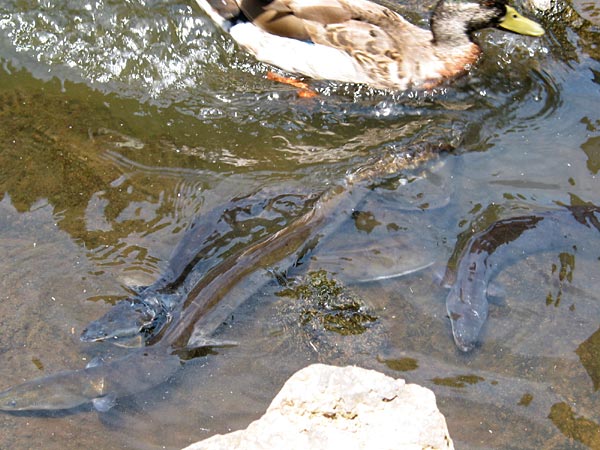 Eels, Western Springs, Auckland, New Zealand