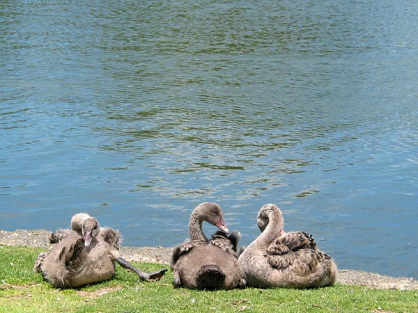 Chicks, Western Springs, Auckland, New Zealand