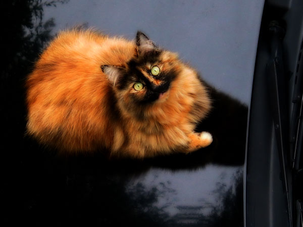 Fireball, Auckland, New Zealand