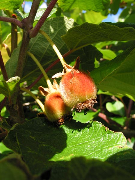 Baby Kiwi Fruit, Auckland, New Zealand