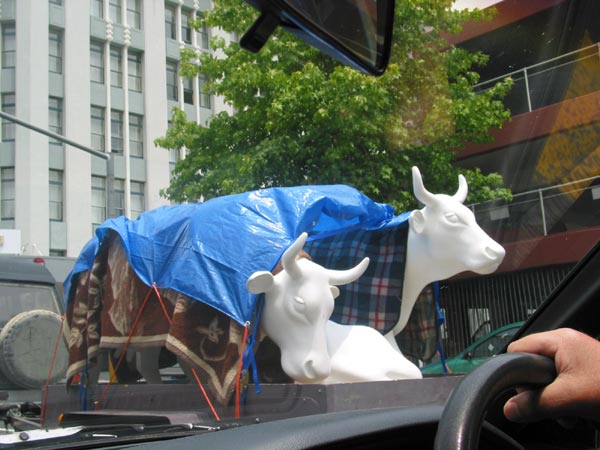 Low maintenance cows, Auckland, New Zealand