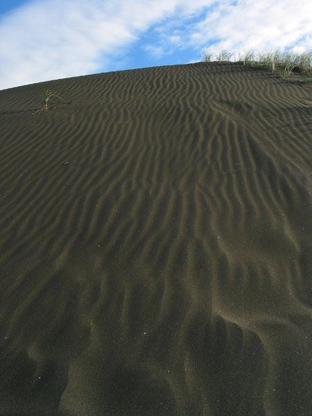 Dune, Te Henga Beach, Auckland, New Zealand