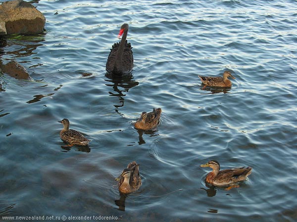 Synchro swimming, Lake Pupuke, Auckland, New Zealand