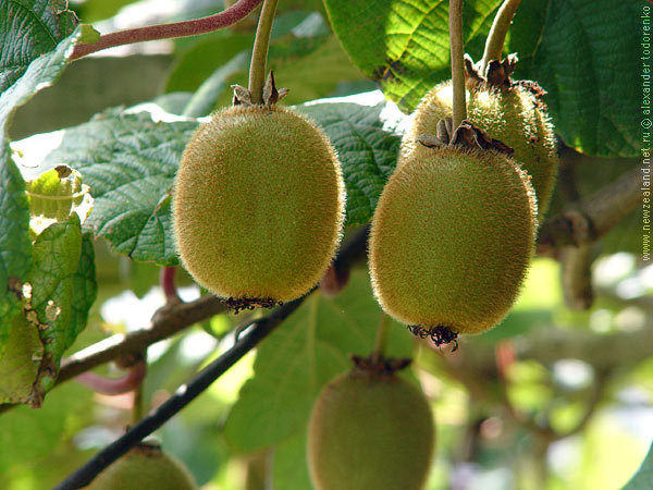 Kiwi fruit, Auckland, New Zealand