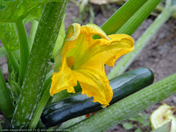 Courgette in flower, Auckland, New Zealand