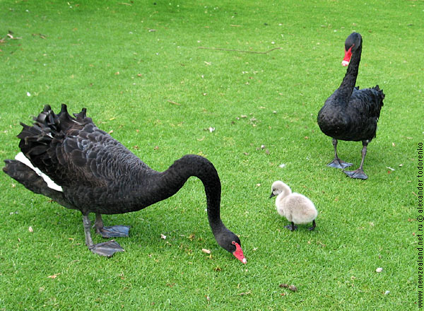 The Swans, Western Springs, Auckland, New Zealand