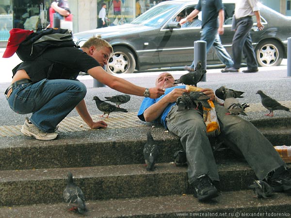 Pigeon madness, Queen St, Auckland, New Zealand