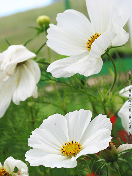 Flowers, Auckland, New Zealand