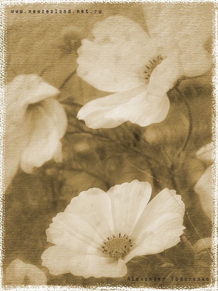 Old photograph, Auckland, New Zealand