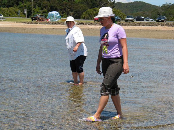 Browsing for mussels, Paihia, New Zealand
