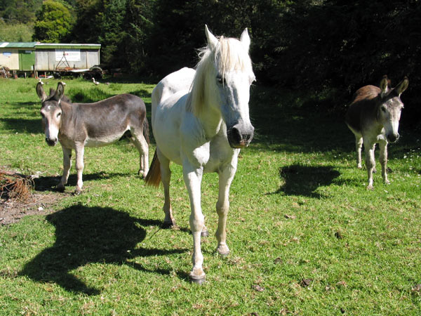 Noble steeds, Motorcycle and Pioneering Museum, Bay of Islands, New Zealand