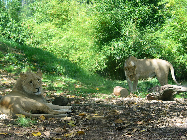 Auckland Zoo - Lions, Auckland, New Zealand
