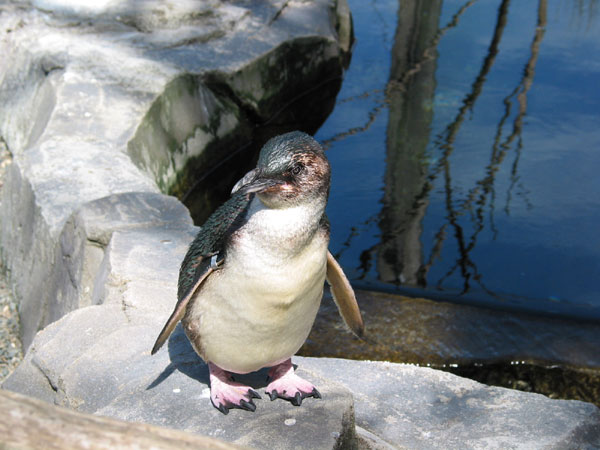 Auckland Zoo - Penguin, Auckland, New Zealand