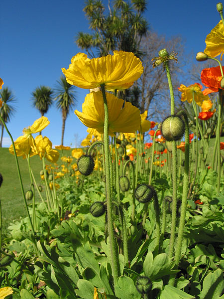 Flowers in Cornwall Park, One Tree Hill, Auckland, New Zealand