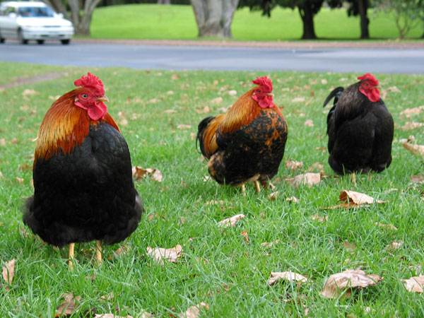 Three samurai, One Tree Hill Domain, Auckland, New Zealand