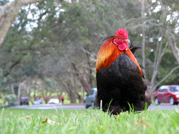 And a rooster again. What a beauty, One Tree Hill Domain, Auckland, New Zealand