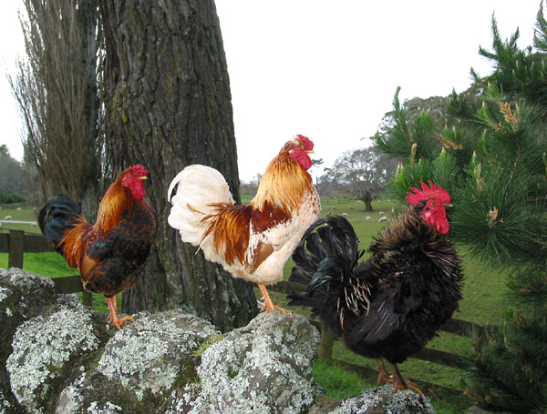 Three roosters, One Tree Hill Domain, Auckland, New Zealand