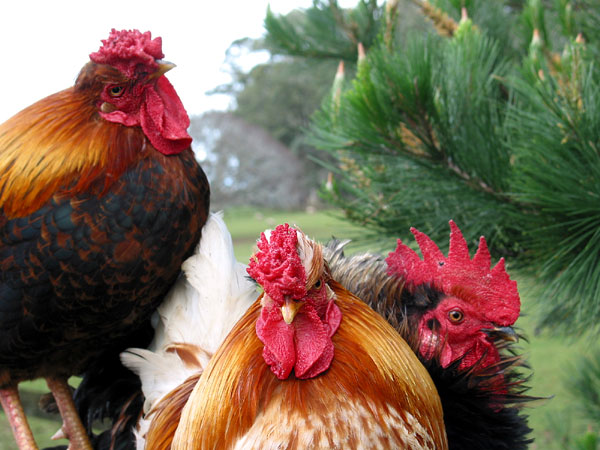 Roosters. They love being photographed, One Tree Hill Domain, Auckland, New Zealand