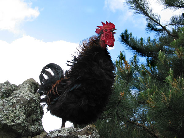 Rooster, One Tree Hill Domain, Auckland, New Zealand