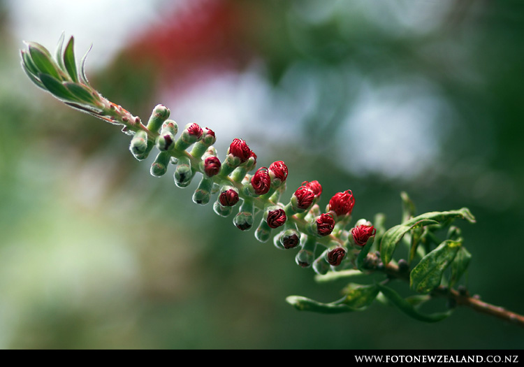 Bottlebrush tree buds, Auckland, New Zealand