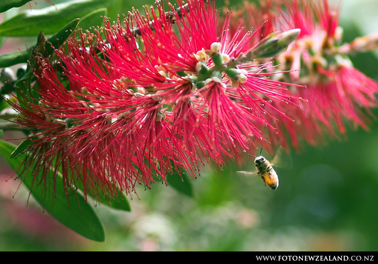 A honey bee approaching flower, Auckland, New Zealand