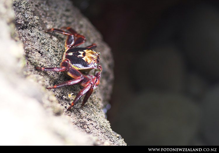 Crab - there're many of them at Piha hiding in the seaside rocks, Auckland, New Zealand