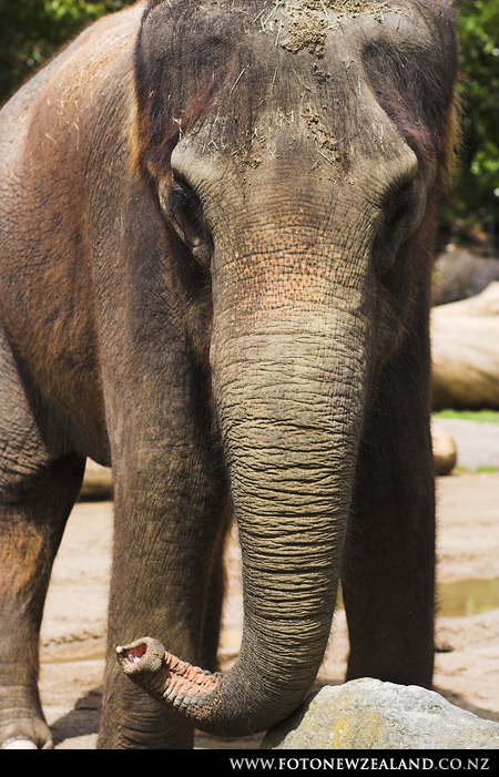 Guess who - elephant, Auckland Zoo, New Zealand