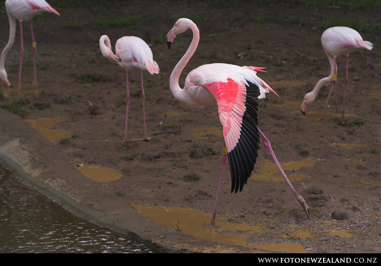 Flamingo stretching, Auckland Zoo, New Zealand