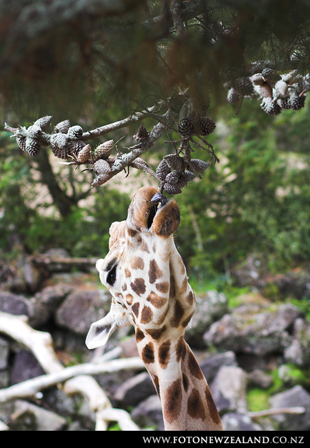 Giraffe snatching cones, Auckland Zoo, New Zealand