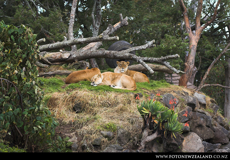 Lions resting, Auckland Zoo, New Zealand