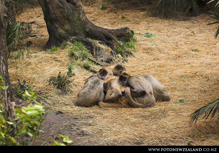 Monkeys freezing, Auckland Zoo, New Zealand