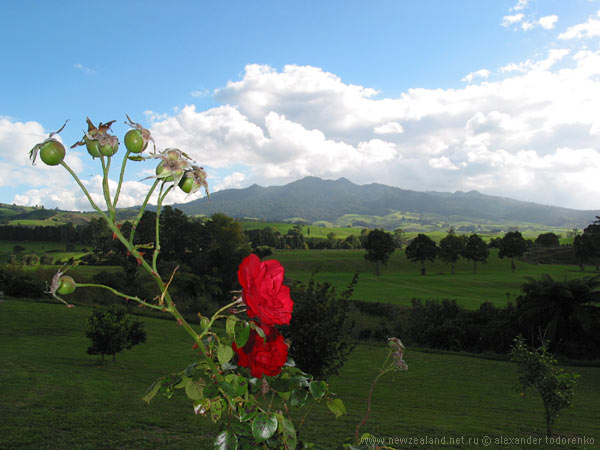 Mt Pirongia, Mt Pirongia, Hamilton Region, New Zealand