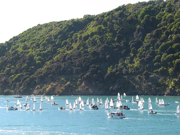 Sailing event close to Picton, Queen Charlotte Sound, New Zealand