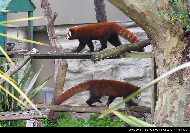 Double Red Panda, Auckland Zoo, New Zealand