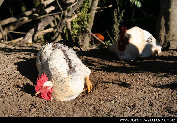 Iconic roosters of Albany's Kell Park, Auckland, New Zealand