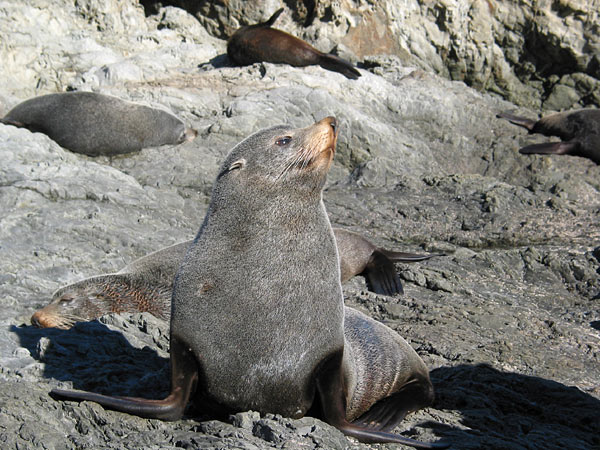 Seals along the way to Christchurch, South Island, New Zealand