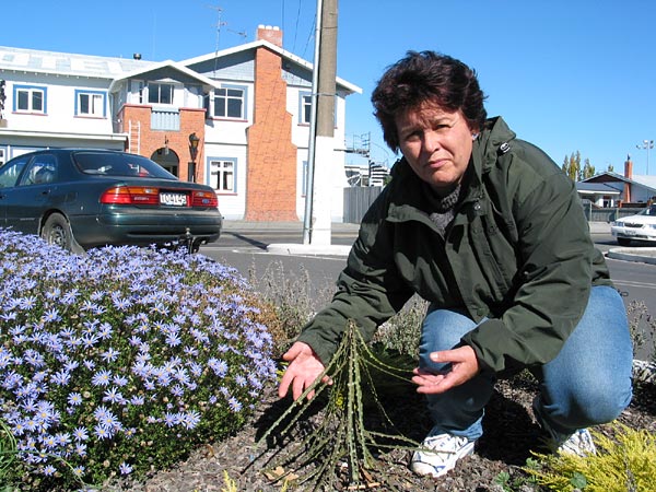South Island antipodes. Plant growing upside down, Spring Creek, New Zealand
